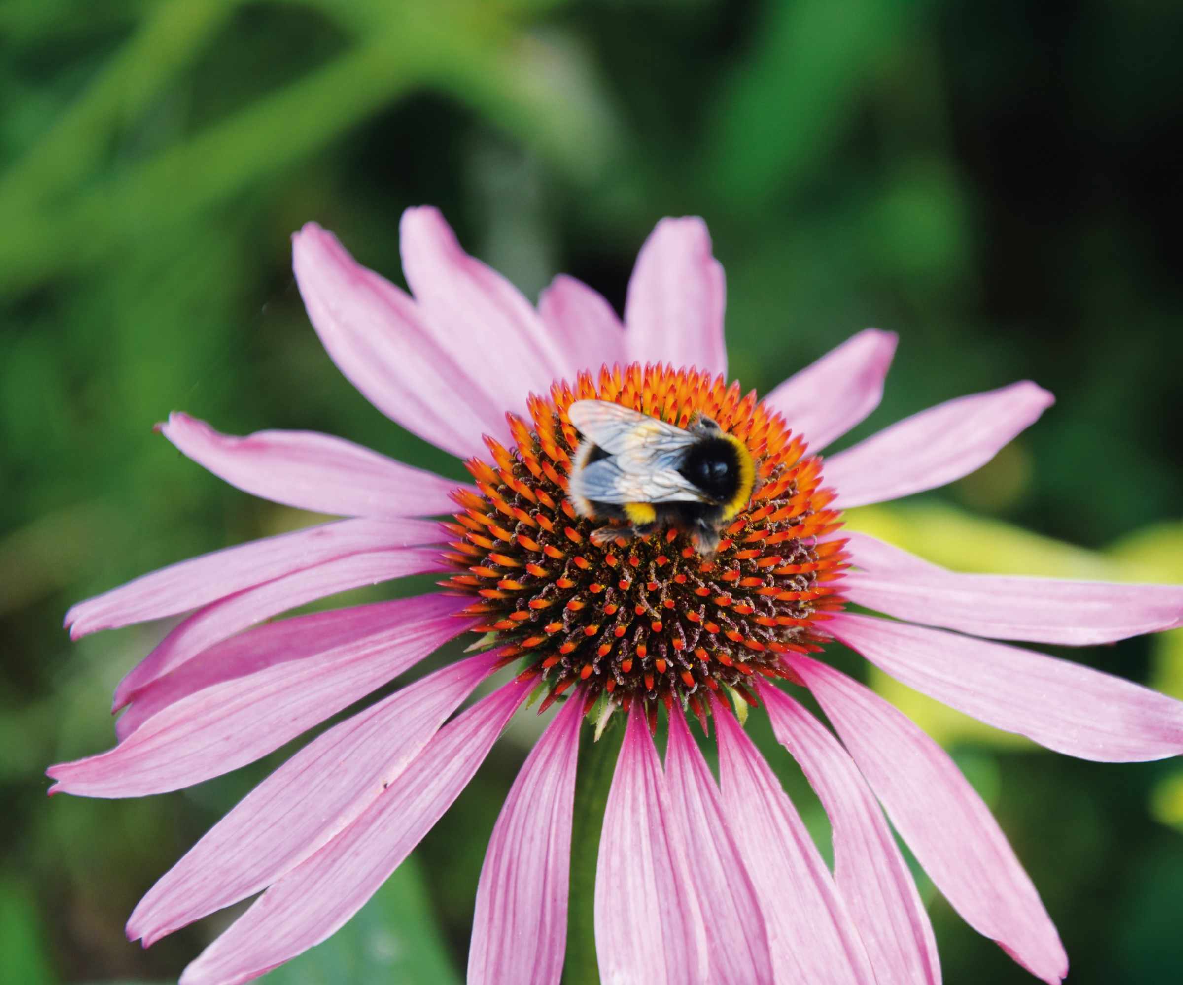 Bee on a pink coneflower bloom