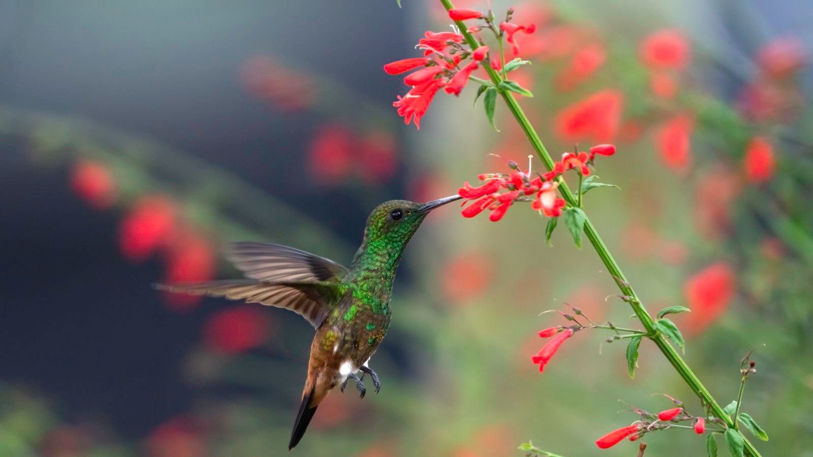 5 native spring flowers to attract hummingbirds, butterflies and bees