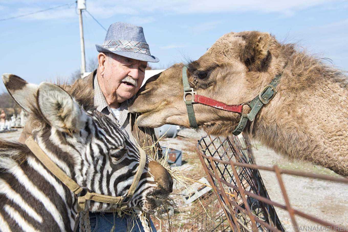 How a Road-Trip Pit Stop to Pet a Camel Led to an Unlikely Friendship - Travel Like Anna