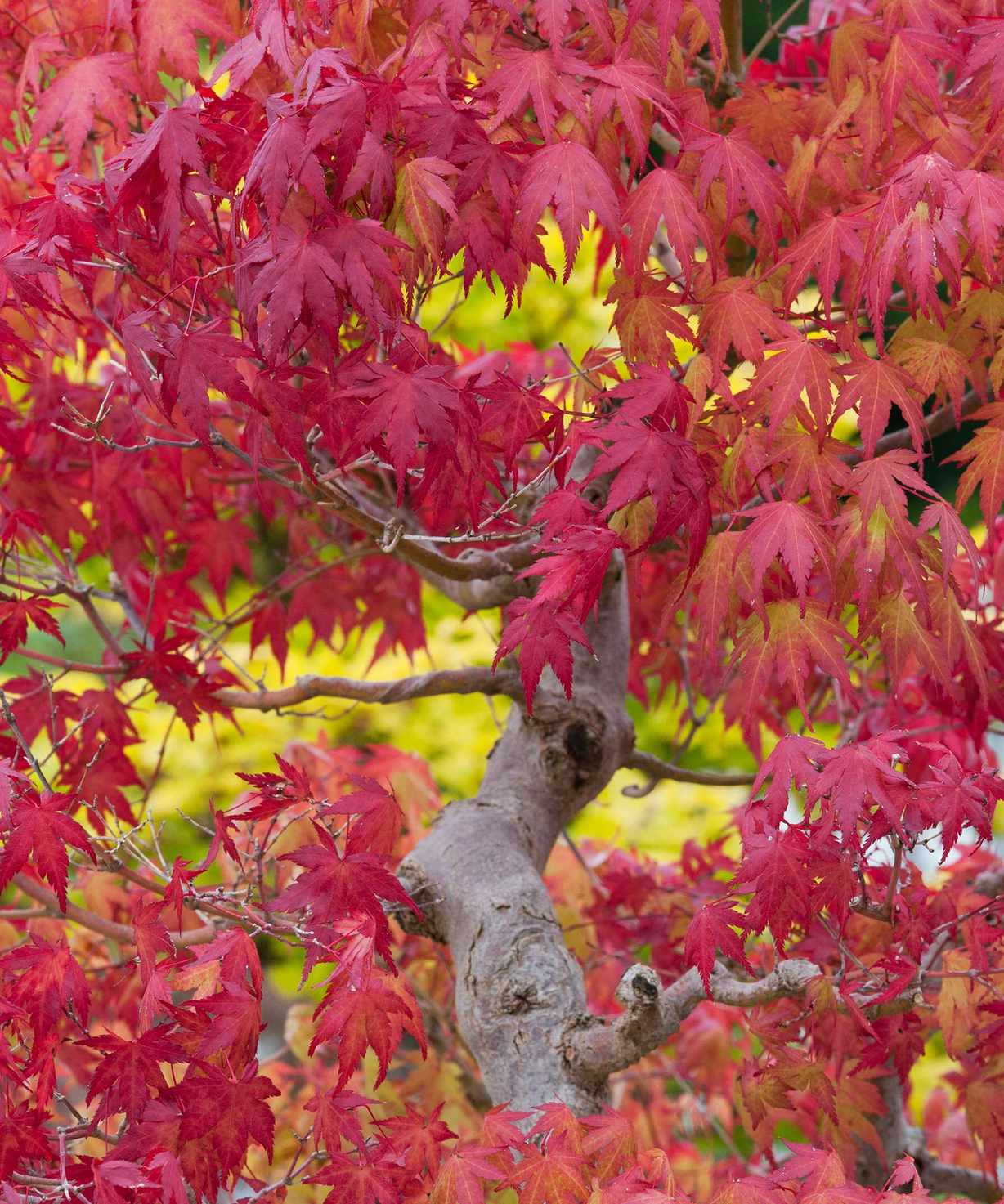 red acer leaves
