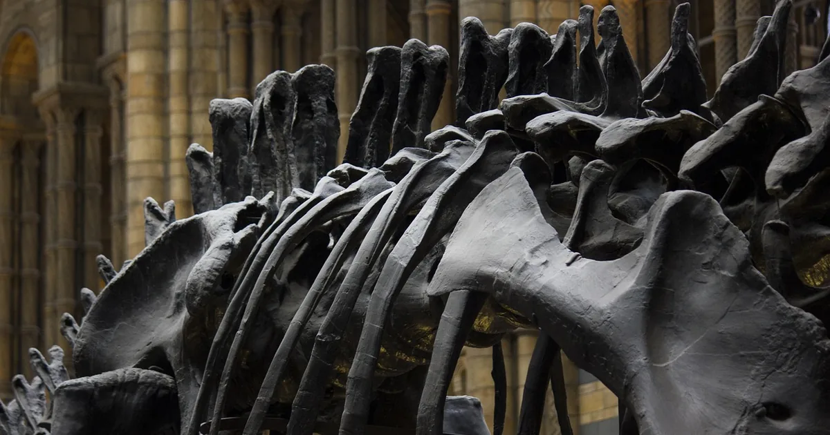 10 Field Museum Shopping Hacks Frugal Shoppers Swear By
