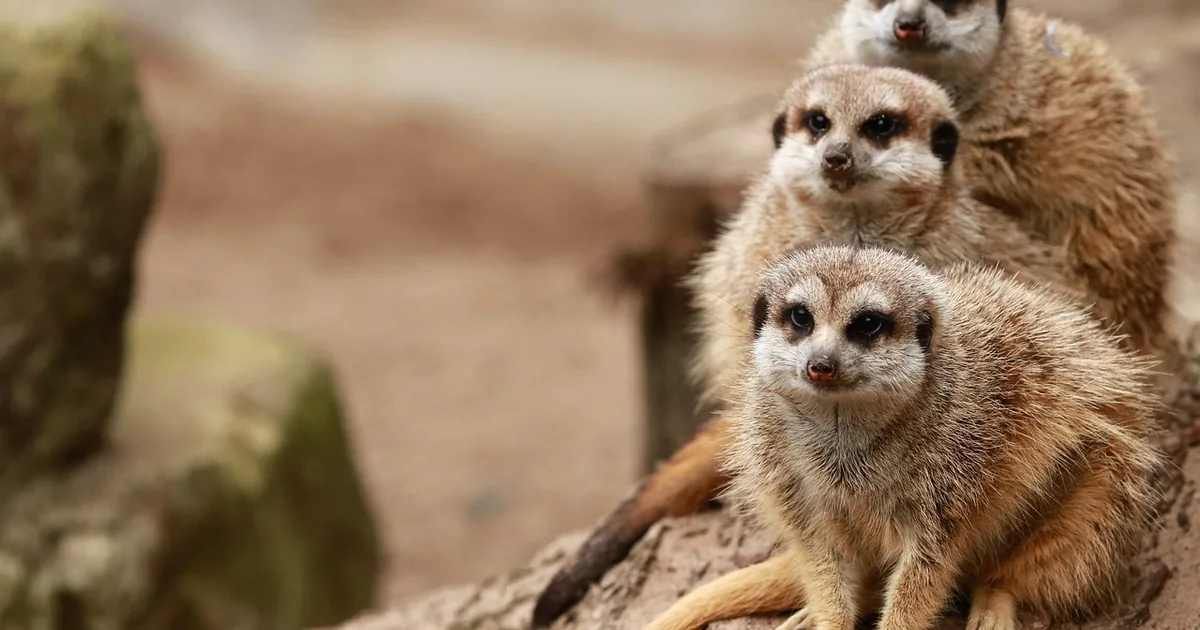 10 Ways to Save More at Fort Worth Zoo in 2026