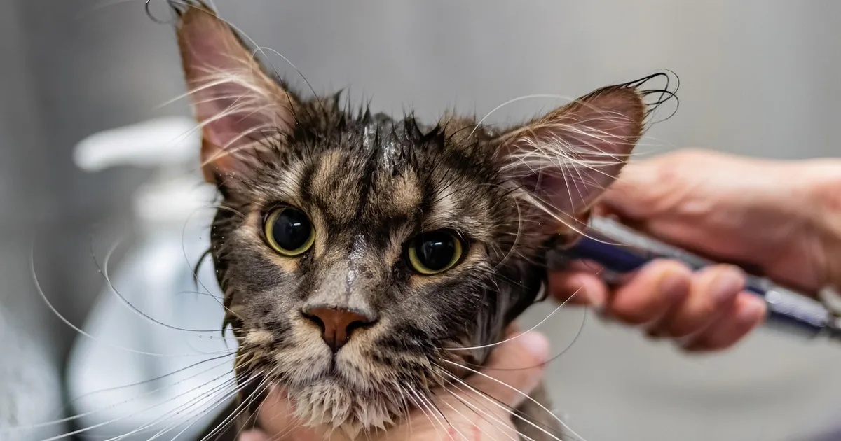 The Smartest Way to Shop Furminator in 2026