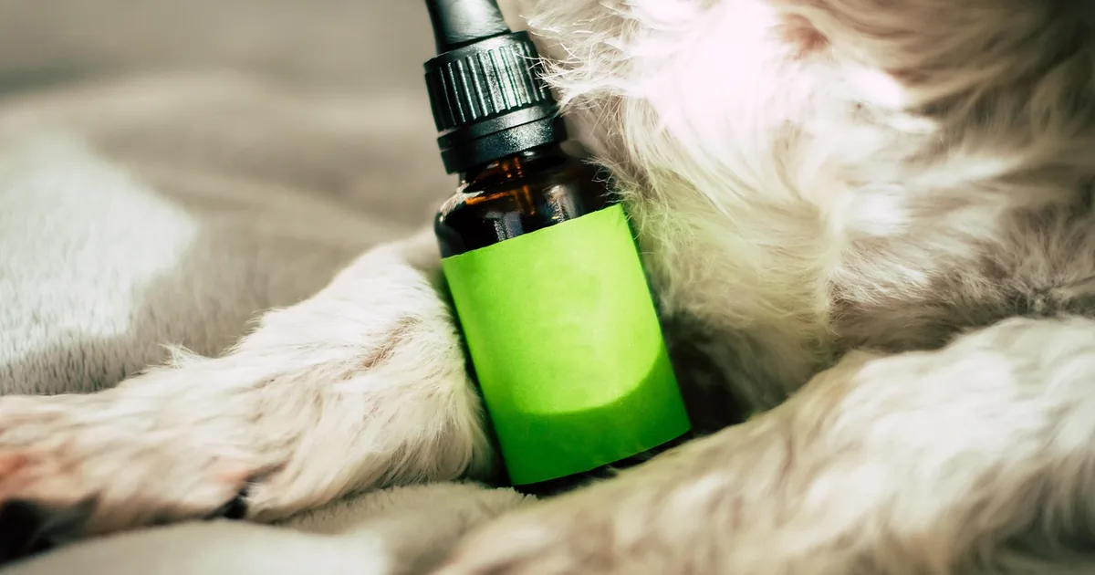 The Smartest Way to Shop Honest Paws with 10 Insider Tips