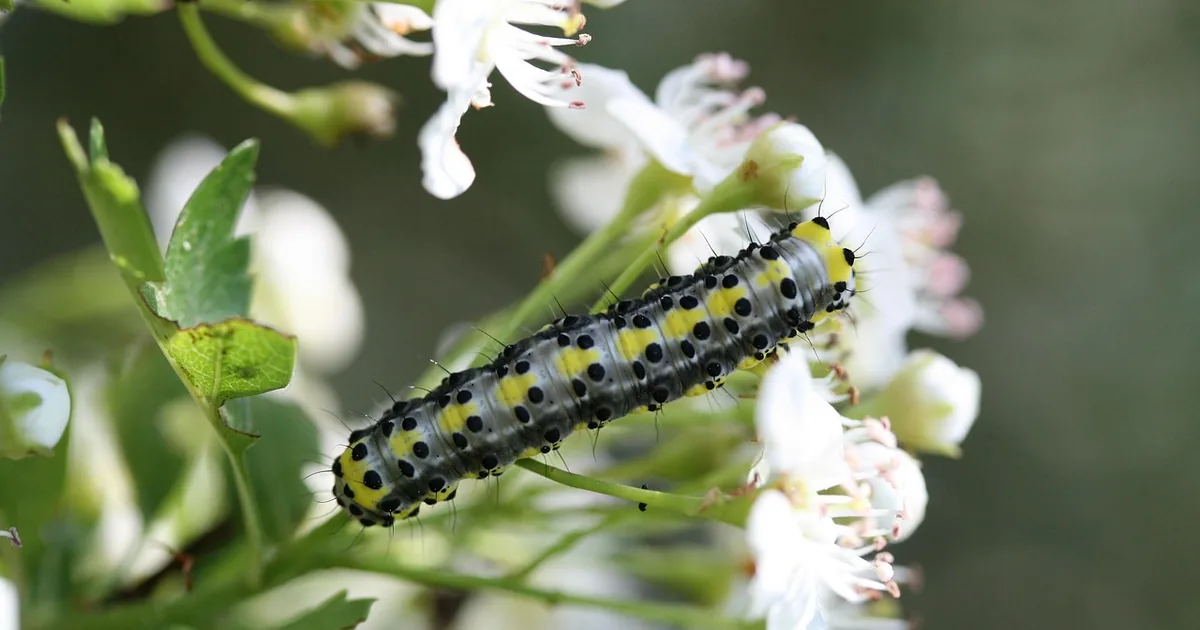 The Smartest Way to Shop Insect Lore: Insider Tips + 2026 Codes