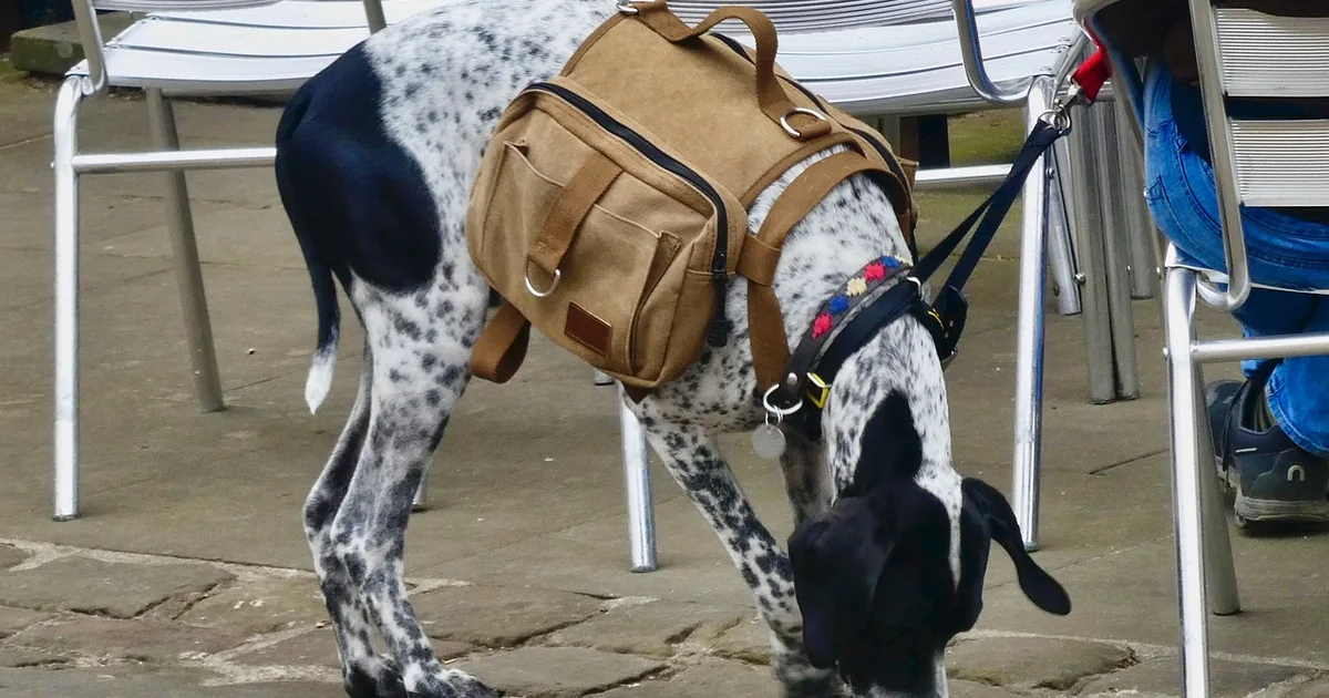 The Smartest Way to Shop K9 Sport Sack: Insider Tips + 2026 Codes
