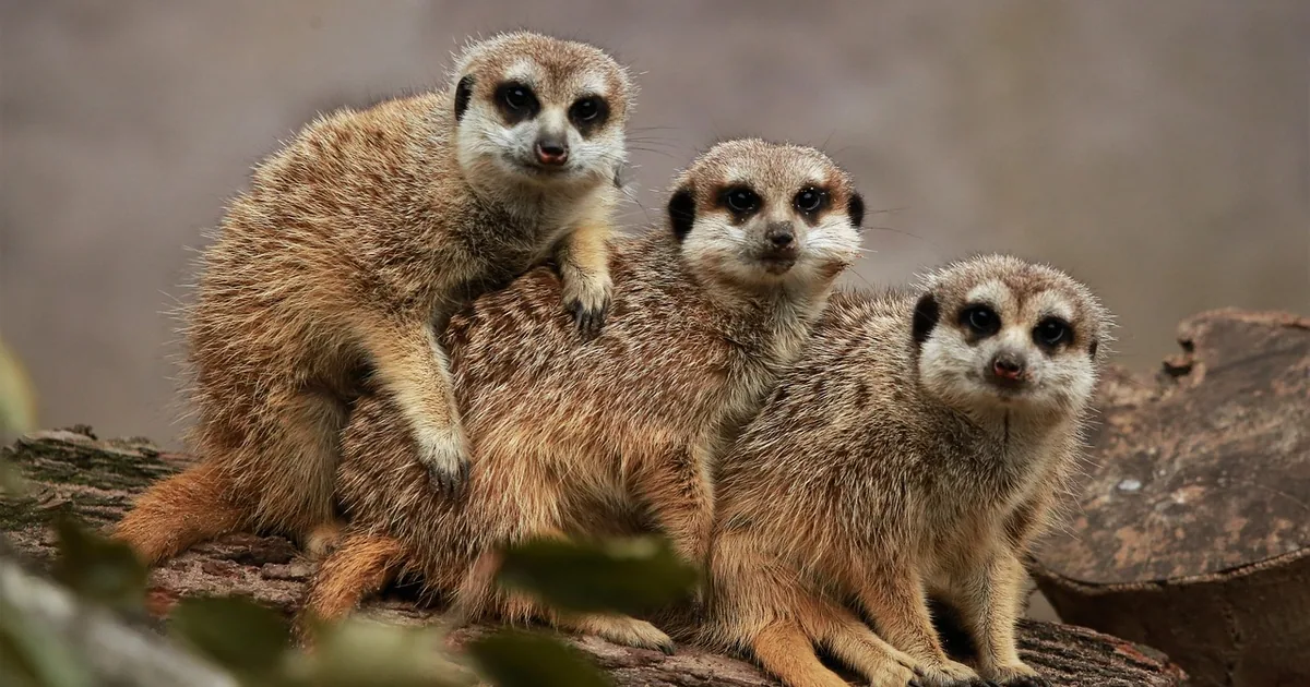 10 Ways to Save Big at Kansas City Zoo in 2026