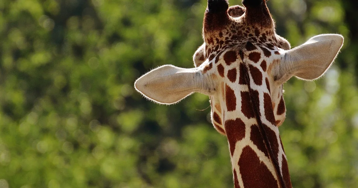 Is London Zoo Worth It? 12 Reasons to Visit in 2026
