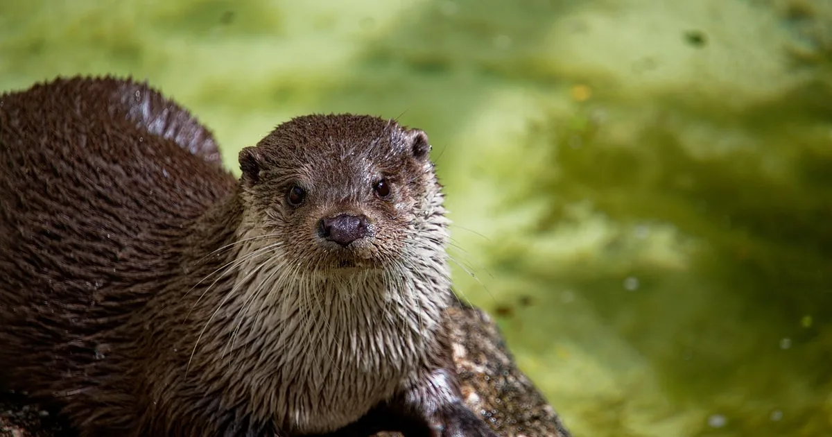 The Smartest Way to Experience Oakland Zoo: Tips + 2026 Codes