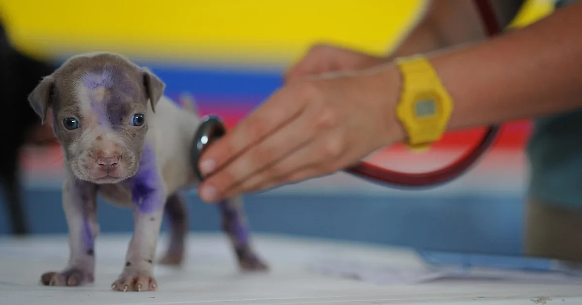 10 Smart Ways to Save at Petco Vital Care in 2026
