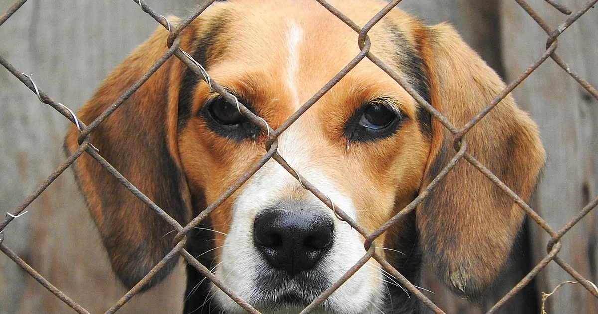 The Smartest Way to Shop Petmate: 10 Money-Saving Tips