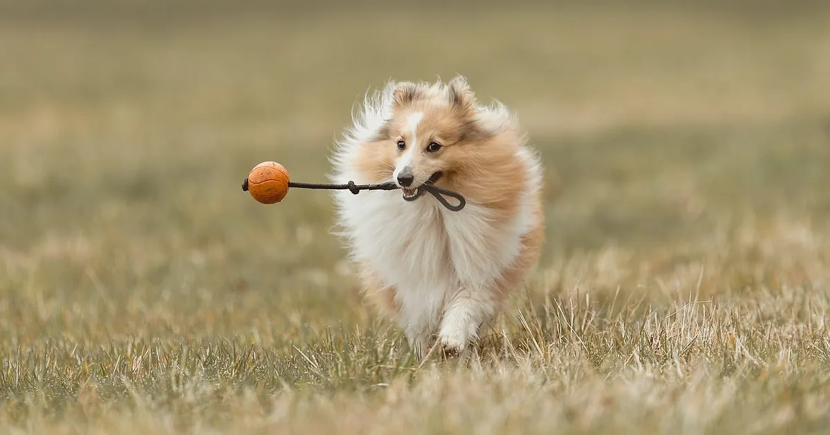 The Smartest Way to Shop Pet Supermarket in 2026