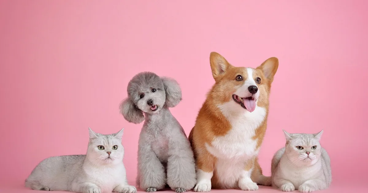 Pet Supplies Plus Discount Codes 2026: 10 Proven Tricks to Pay Less