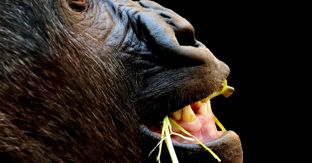What to Know Before Visiting Philadelphia Zoo (2026)